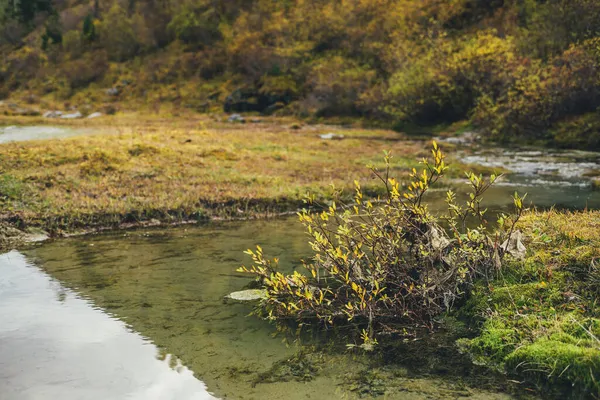 风景秀丽的自然背景 金秋野山植物 色彩艳丽 水面上的黄叶在阳光下流淌 金秋山中的植物 带有黄叶特写的自然背景 — 图库照片
