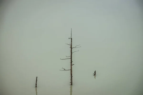대기의 배경은 줄기가 수면에 호수의 자연의 어두운 청록색 수면의 나무줄기 — 스톡 사진