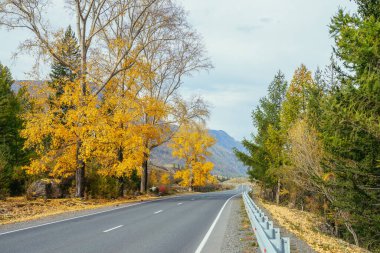 Dağlık otoyolun yakınında sarı yapraklı huş ağacı olan renkli sonbahar manzarası. Dağ yolu ve sonbahar renklerinde ağaçlarla kaplı parlak dağlık bir manzara. Sonbahar zamanında dağlarda otoyol.