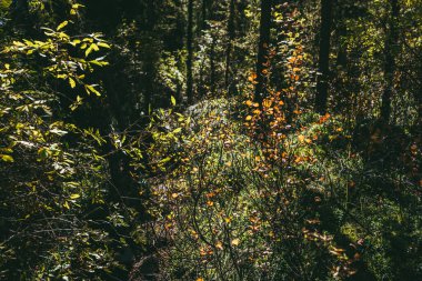 Sonbahar doğası arka planında altın gün ışığında çok renkli yapraklar var. Güneşli sonbahar ormanlarında güneş ışığıyla aydınlanan turuncu ve kırmızı yapraklarla dolu vahşi bir çalılık. Sonbahar ormanlarında güneş ışığı alan doğal zemin.