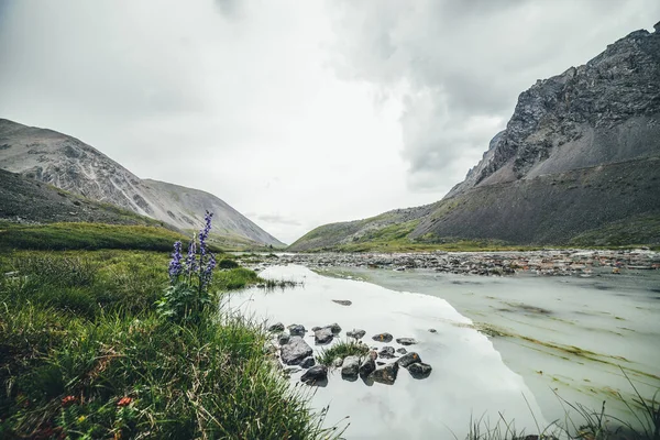 Dağlık vadide, gri bulutlu gökyüzünün altında bataklık dağ gölü yakınlarında taraça çiçekleri olan manzaralı bir dağ manzarası. Dağ manzarası, bulutlu bir havada, dağlık arazide su dolu bir göl..