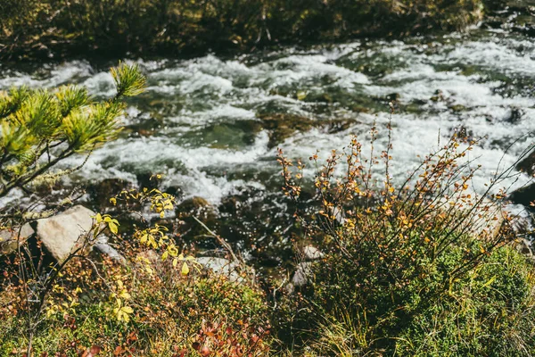 秋の時間帯には澄んだ渓流を背景に黄色と赤の葉を持つ枝の風景 美しい黄金の葉と山の川と秋の森のカラフルな風景 — ストック写真