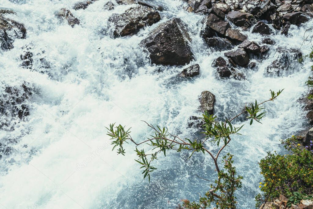 Sunny nature background with branch of willow tree above clear azure water surface of turbulent mountain creek in blur. Beautiful bokeh from mountain stream among mountain flora. Willow tree branch.