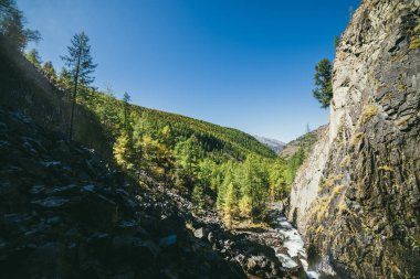 Dar vadide dağ nehri ve mavi gökyüzünün altında kozalaklı tarla ağaçlarından oluşan yeşil dağlarla güneşli dağ manzarası. Gün ışığında dağ büyüklüğü. Güzel yeşil dağlık.