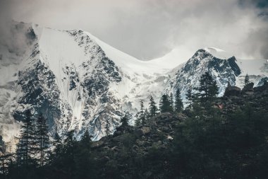 Morinalar üzerindeki orman silueti yüksek dağlardaki büyük buzullara alçak bulutlardaki güneş ışığında. Arkaplanda kozalaklı ağaçların siluetleri bulutlu gökyüzünde, karlı dağların ardında.
