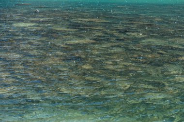 Meditasyon dalgalanması ve yeşil dağ gölünde yansıyan birçok ışık. Güneş ışığında, buzdan gölün şeffaf sularında taş zeminin güzel rahatlatıcı arka planı. Suyun doğal arkaplanı.