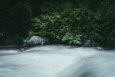 Güçlü dağ nehri yakınında vahşi çalılıkların olduğu yeşil orman manzarası. Karanlık ormandaki dağ deresinde bulanık güç türbülansı. Dağ nehri ve vahşi bitki örtüsüyle atmosferik doğa manzarası.