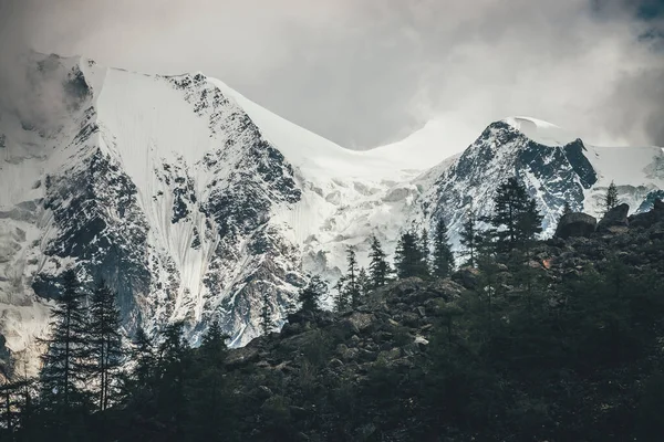 Forest silhouette on moraines against big glaciers on high mountains in sunlight in low clouds. Coniferous trees silhouettes on moraine on background of great snowy mountains in sunshine in cloudy sky