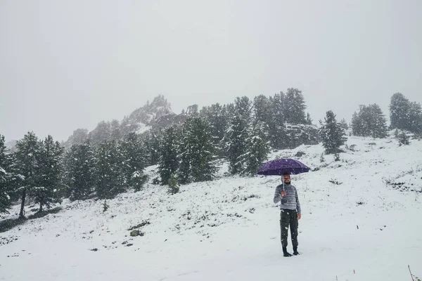 Unseasonable crazy guy with violet umbrella stands on snowy mountain in snowfall on background of coniferous forest and sharp rocks. Mad man in winter on snow-covered hill with umbrella in blizzard.