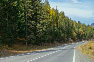 Dağ yolu boyunca sarı dalları olan renkli sonbahar manzarası. Sonbahar renklerinde, dağ yolu boyunca sarı karaçam ağaçları olan kozalaklı orman. Sonbahar zamanında dağlarda otoyol.