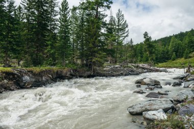 Tepelerde orman yakınlarında taşları ve kayaları olan güçlü bir dağ nehri olan güzel yeşil bir manzara. Çalkantılı nehri ve dağlarda kozalaklı ağaçları olan manzaralı dağ manzarası. Nehrin hızlı akışı