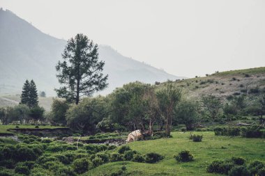 Tepelerdeki ağaçlar ve bitkiler arasında su birikintisi olan yeşil dağ manzarası. Yüksek dağların sisli gölgelerinin arka planında su içen ineklerin olduğu klasik dağlık manzara.