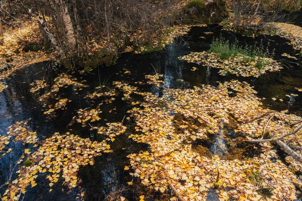 Las Hojas Amarillas Otoñales Flotan Aguas Poco Profundas Bajo Sol —  Fotos de Stock