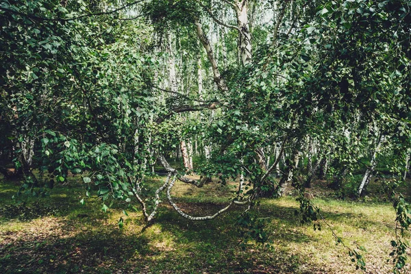 Naturskönt Skogslandskap Med Rysk Björk Och Grönska Vintagetoner Levande Grön — Stockfoto