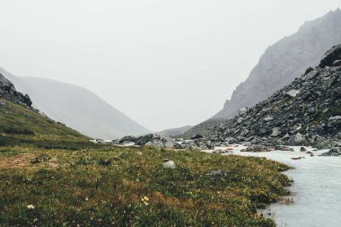 Yağmurlu havalarda morinaların arasında dağ deresi olan atmosferik bir manzara. Kayaların arasında sütlü nehrin olduğu kasvetli bir manzara. Dağ nehrinin kasvetli manzarası. Süt suyunda yosun ve liken içeren taşlar.