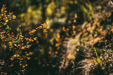 Sonbahar ormanı Bokeh 'in arka planında gün ışığında altın yapraklar. Sonbaharda güneş ışığında sarı yapraklarla donatılmış minimalist bir ortam. Sonbahar renklerinde sahne minimalizmi. Sonbahar renklerinde turuncu yapraklar.