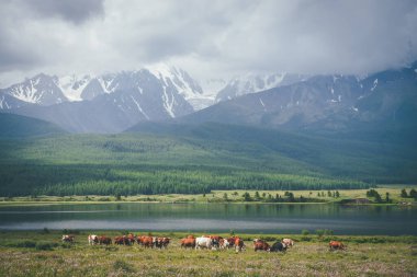Güneş ışığında dağ gölü yakınlarındaki çayırlarda ineklerle dolu dramatik bir dağ manzarası alçak bulutlardaki büyük karlı dağlara karşı. Güneş ışığında inekler ve gri bulutlu gökyüzünde büyük karlı dağlar..