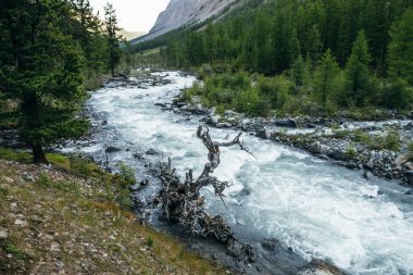 Atmosferik alp manzarası ve hızlı dağ nehrinde kuru bir ağaç. Güçlü dağ deresinde güzel bir çıkıntıyla manzaralı dağ manzarası. Turkuaz sudaki ölü ağaç dağ nehrindeki akıntıların arasında.