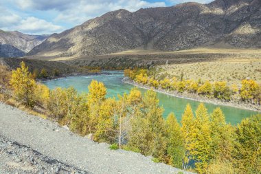 Renkli sonbahar manzarası, ağaçlarda altın yapraklar geniş turkuaz dağ nehri boyunca gün ışığında. Büyük dağ nehri ve sonbaharda altın rengi sarı ağaçlarla dolu parlak dağlık bir manzara.