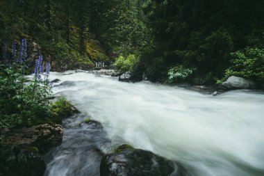 Atmosferik orman manzarası güçlü dağ nehri üzerinde yosunlu kayalar, ağaçlar ve vahşi bitkiler arasında hızla ilerliyor. Mor çiçekler dağ nehrinin çalkantılı sularında bulanık güç akışı sağlıyor..