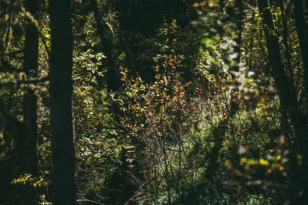 秋天的自然背景 金黄的阳光下 叶色斑斓 在阳光明媚的秋天森林里 长满了被阳光照射的橘红色叶子的野生灌丛 秋天森林里阳光普照的自然景观 — 图库照片