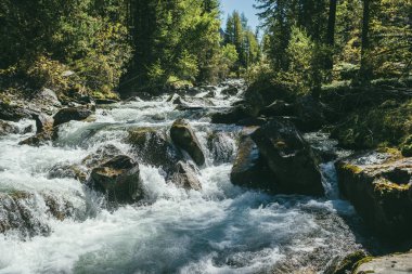 Vahşi ormanlarda gün ışığında güçlü bir dağ nehri olan manzaralı dağlık bir yer. Güneşli bir günde ağaçların ve çalılıkların arasında güzel bir nehrin olduğu canlı bir sonbahar manzarası. Çalkantılı nehrin akıntılarına sıçrıyor.