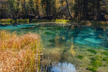 Renkli sonbahar manzarası, ormandaki berrak dağ gölü, sarı ağaçların arasında güneş ışığı. Altın sonbahar renklerinde güzel turkuaz gölü olan parlak bir manzara. Sonbahar zamanında alışılmadık saydam göl