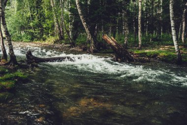 huş ağacında küçük bir nehir olan manzaralı, eski tonlarda. Yeşil dağ nehri, şeffaf su ve taş gibi dibi olan atmosferik orman manzarası. Güzel dağ deresinde berrak su