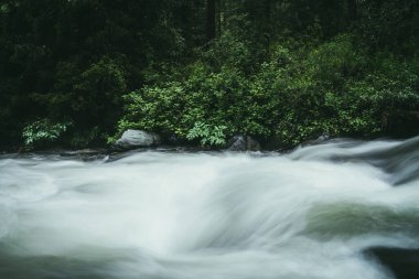 Güçlü dağ nehri yakınında vahşi çalılıkların olduğu yeşil orman manzarası. Karanlık ormandaki dağ deresinde bulanık güç türbülansı. Dağ nehri ve vahşi bitki örtüsüyle atmosferik doğa manzarası.