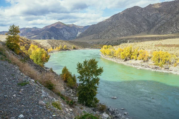 Renkli sonbahar manzarası, ağaçlarda altın yapraklar geniş turkuaz dağ nehri boyunca gün ışığında. Büyük dağ nehri ve sonbaharda altın rengi sarı ağaçlarla dolu parlak dağlık bir manzara.
