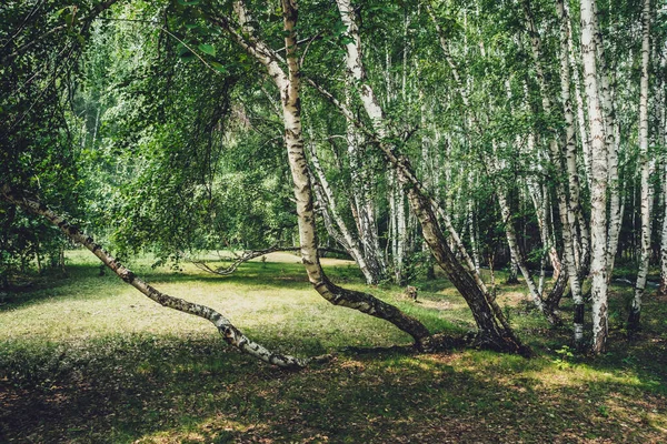 风景秀丽的森林景观与俄罗斯桦树和绿色的复古色调 白桦林生机勃勃的绿色夏季风景 在阳光下 白桦树枝条上的绿叶 美丽的阳光普照的桦树林 — 图库照片