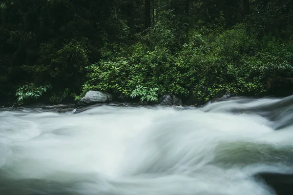 Güçlü dağ nehri yakınında vahşi çalılıkların olduğu yeşil orman manzarası. Karanlık ormandaki dağ deresinde bulanık güç türbülansı. Dağ nehri ve vahşi bitki örtüsüyle atmosferik doğa manzarası.