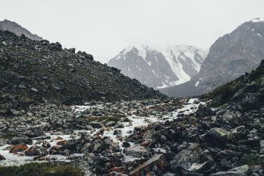 Yağmurlu havalarda morinaların arasında dağ deresi olan atmosferik bir manzara. Karlı dağlardan gelen sütlü nehrin kasvetli manzarası. Su akıntısında yosun ve liken taşları. Dağ nehri kayaların arasında.