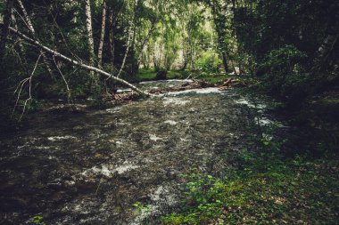 huş ağacında küçük bir nehir olan manzaralı, eski tonlarda. Yeşil dağ nehri, şeffaf su ve taş gibi dibi olan atmosferik orman manzarası. Güzel dağ deresinde berrak su