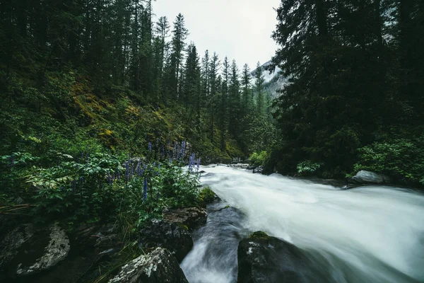 Paisaje Forestal Atmosférico Con Rápidos Poderoso Río Montaña Entre Rocas — Foto de Stock