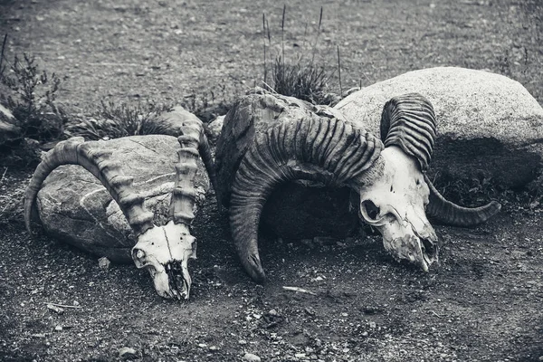 Zátiší Dvěma Kravskými Lebkami Velkými Rohy Zblízka Pozadí Kravami Lebek — Stock fotografie