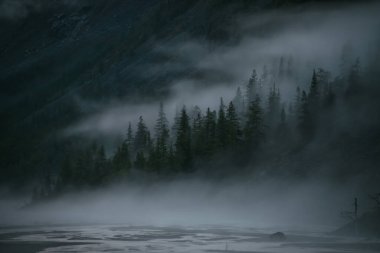 Dik yamaçtaki kozalaklı ağaçlar arasında alçak bulutlu minimum dağ manzarası. Alp manzaralı dağ manzarası, alçak bulutların tepeleri. Sis içindeki ağaç siluetleri. Suluboya taklidi.