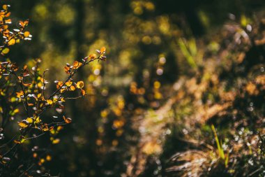 Sonbahar ormanı Bokeh 'in arka planında gün ışığında altın yapraklar. Sonbaharda güneş ışığında sarı yapraklarla donatılmış minimalist bir ortam. Sonbahar renklerinde sahne minimalizmi. Sonbahar renklerinde turuncu yapraklar.