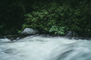 Güçlü dağ nehri yakınında vahşi çalılıkların olduğu yeşil orman manzarası. Karanlık ormandaki dağ deresinde bulanık güç türbülansı. Dağ nehri ve vahşi bitki örtüsüyle atmosferik doğa manzarası.
