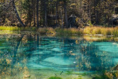 Renkli sonbahar manzarası, ormandaki berrak dağ gölü, sarı ağaçların arasında güneş ışığı. Altın sonbahar renklerinde güzel turkuaz gölü olan parlak bir manzara. Sonbahar zamanında alışılmadık saydam göl