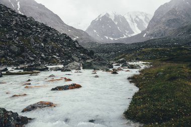 Yağmurlu havalarda morinaların arasında dağ deresi olan atmosferik bir manzara. Karlı dağlardan gelen sütlü nehrin kasvetli manzarası. Su akıntısında yosun ve liken taşları. Dağ nehri kayaların arasında.