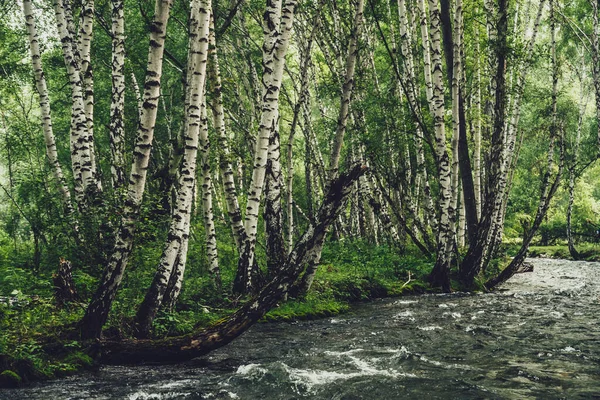 Naturskönt Landskap Med Liten Älv Björklund Vintagetoner Atmosfäriskt Skogslandskap Med — Stockfoto