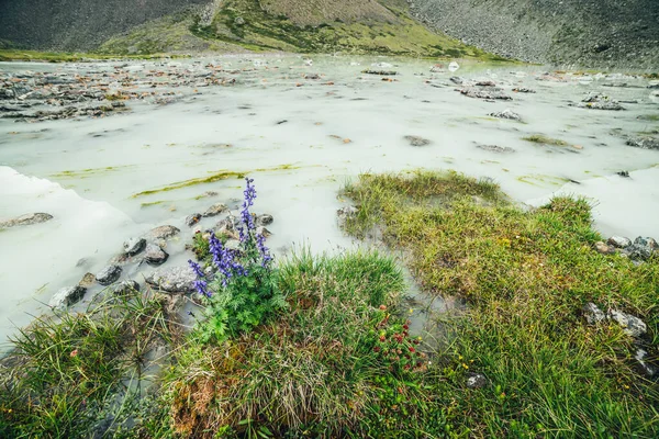 陡峭的高山风景 美丽的紫色的落叶松花和绿色的青草在被水淹没的山湖岸边 清澈的山景 沼泽山湖附近的高山野草丛生 — 图库照片