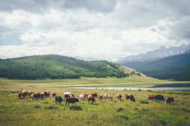 Güneş ışığında dağ gölü yakınlarındaki çayırlarda ineklerle dolu dramatik bir dağ manzarası alçak bulutlardaki büyük karlı dağlara karşı. Güneş ışığında inekler ve gri bulutlu gökyüzünde büyük karlı dağlar..