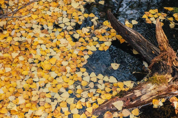 Jesienno Żółte Liście Unoszą Się Rozlewisku Pobliżu Złoty Blask Słońca — Zdjęcie stockowe