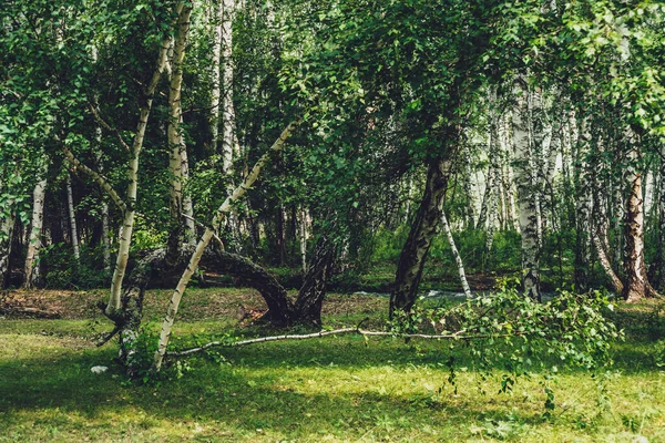 风景秀丽的森林景观与俄罗斯桦树和绿色的复古色调 白桦林生机勃勃的绿色夏季风景 在阳光下 白桦树枝条上的绿叶 美丽的阳光普照的桦树林 — 图库照片