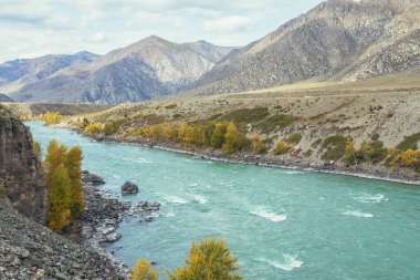Renkli sonbahar manzarası, ağaçlarda altın yapraklar geniş turkuaz dağ nehri boyunca gün ışığında. Büyük dağ nehri ve sonbaharda altın rengi sarı ağaçlarla dolu parlak dağlık bir manzara.