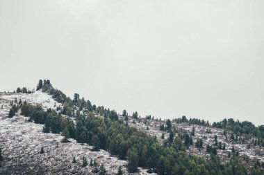 Karlı dağlı, kozalaklı ormanlı, tepesi ağaçlarla kaplı, sivri tepeli kış manzarası. Tepe yamacında köpükler olan atmosferik alp manzarası. Kar dağlarındaki çayırlarda ve keskin kayalarda.