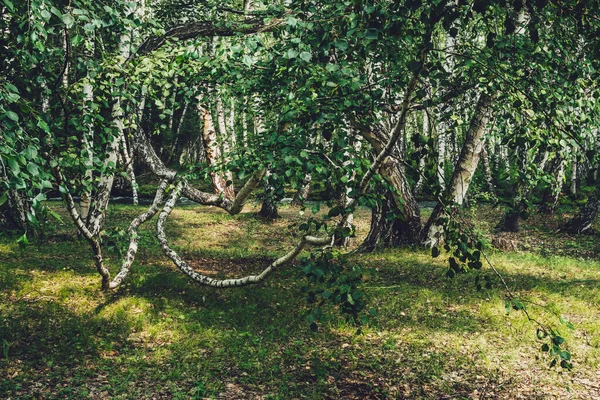 Naturskönt Skogslandskap Med Rysk Björk Och Grönska Vintagetoner Levande Grön — Stockfoto