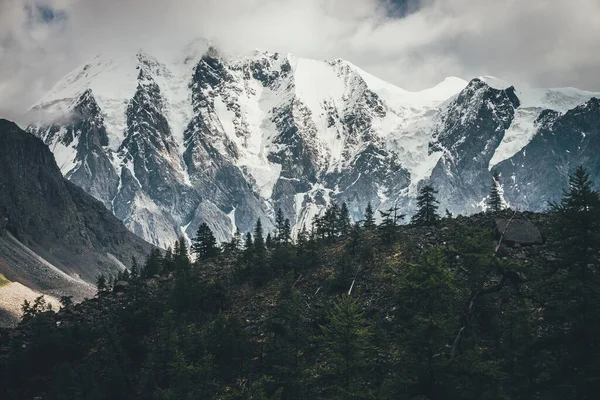 Bossilhouet Morenen Tegen Grote Gletsjers Hoge Bergen Zonlicht Lage Wolken — Stockfoto